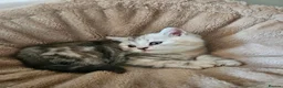 Scottish Fold cats for sale: Adorable Scottish Fold Straight Ear Kittens  - Advert 19