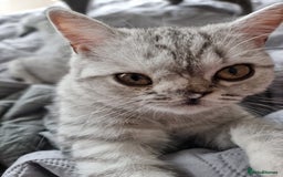 British Shorthair cats for sale: Silver Tabby Classic 5 Months Old GCCF Pedigree - Image 13