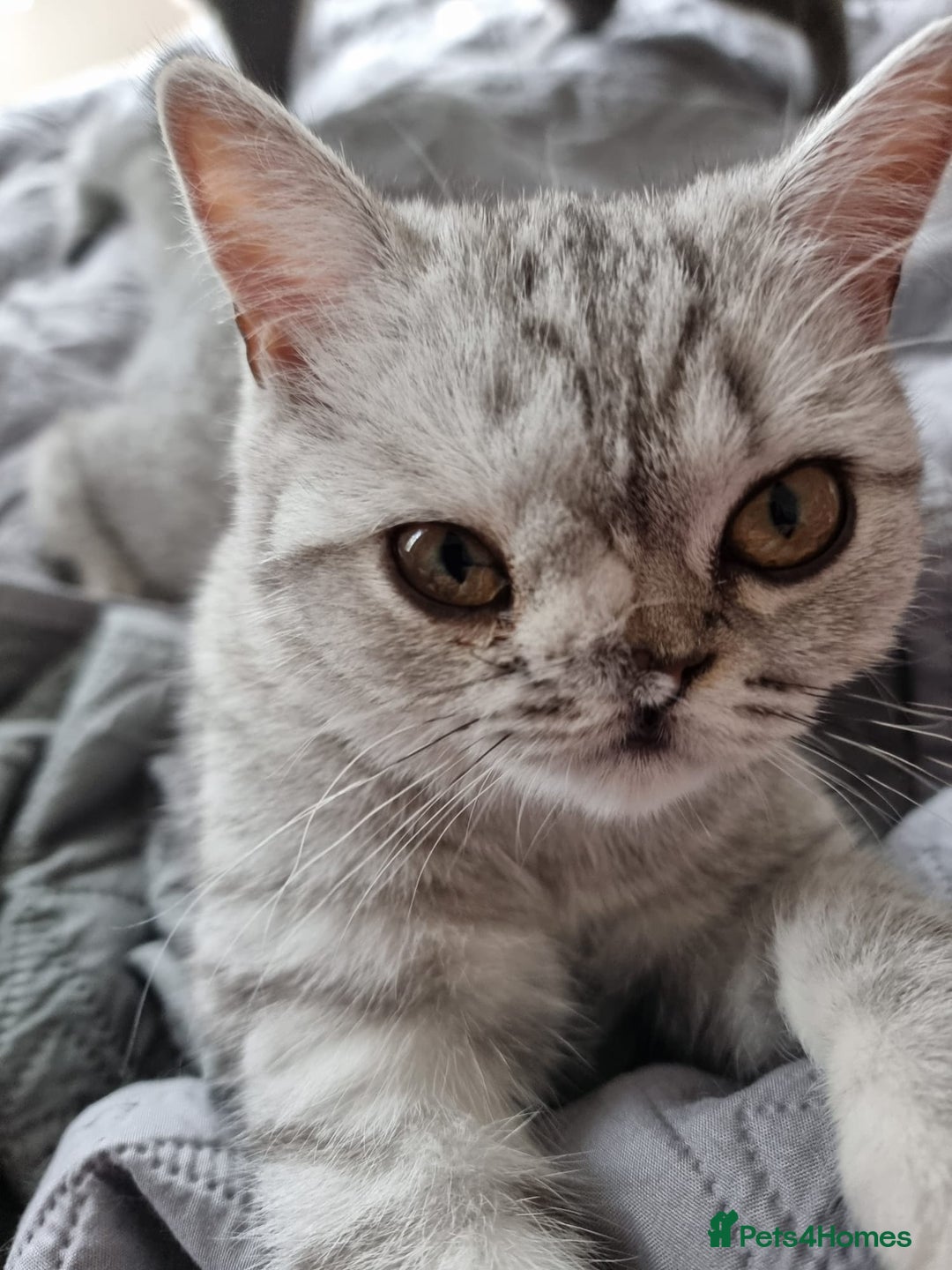 British Shorthair cats for sale: Silver Tabby Classic 5 Months Old GCCF Pedigree - Image 13