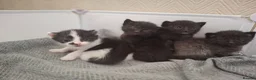 Mixed Breed cats for sale: 4 gorgeous kittens looking for their forever homes - Advert 7