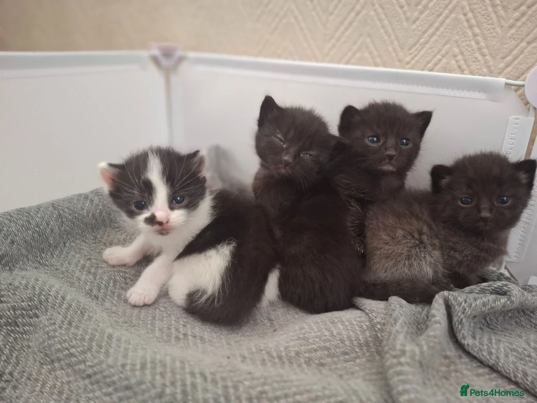 Mixed Breed cats for sale: 4 gorgeous kittens looking for their forever homes - Advert 7