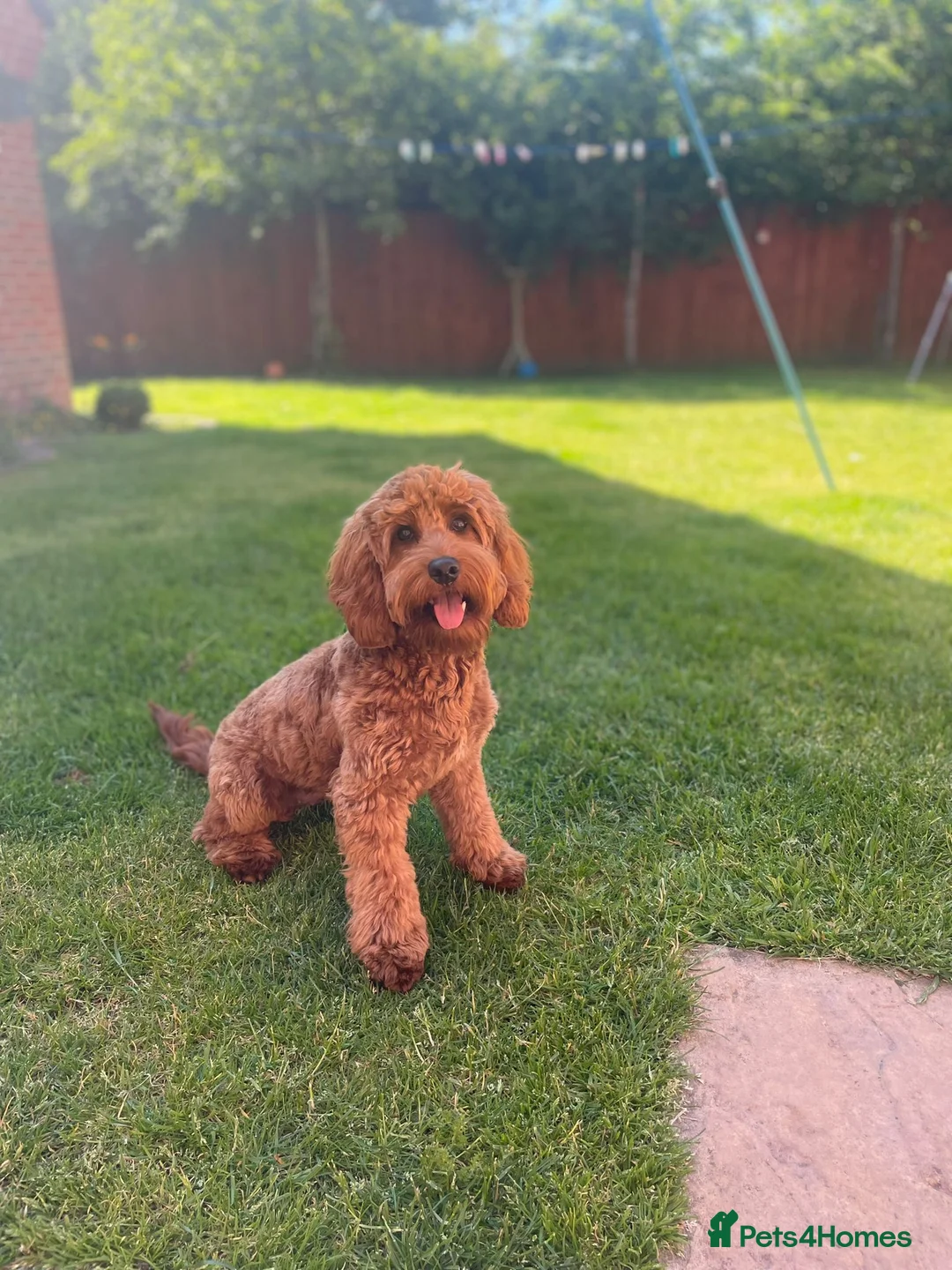 Miniature Poodle dogs for stud: Our Very handsome, charming Red Miniature Poodle  in Warrington - Advert 25