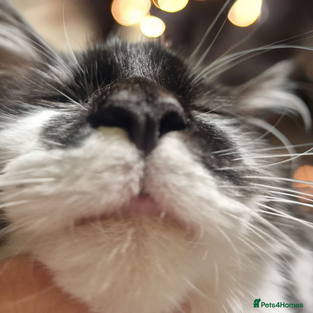 Maine Coon cats for sale: Female Maine Coon kitten - Image 13