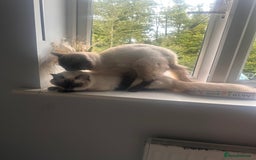 Ragdoll cats for stud: Male (Ragdoll Stud)🐱 in Wednesbury - Image 5