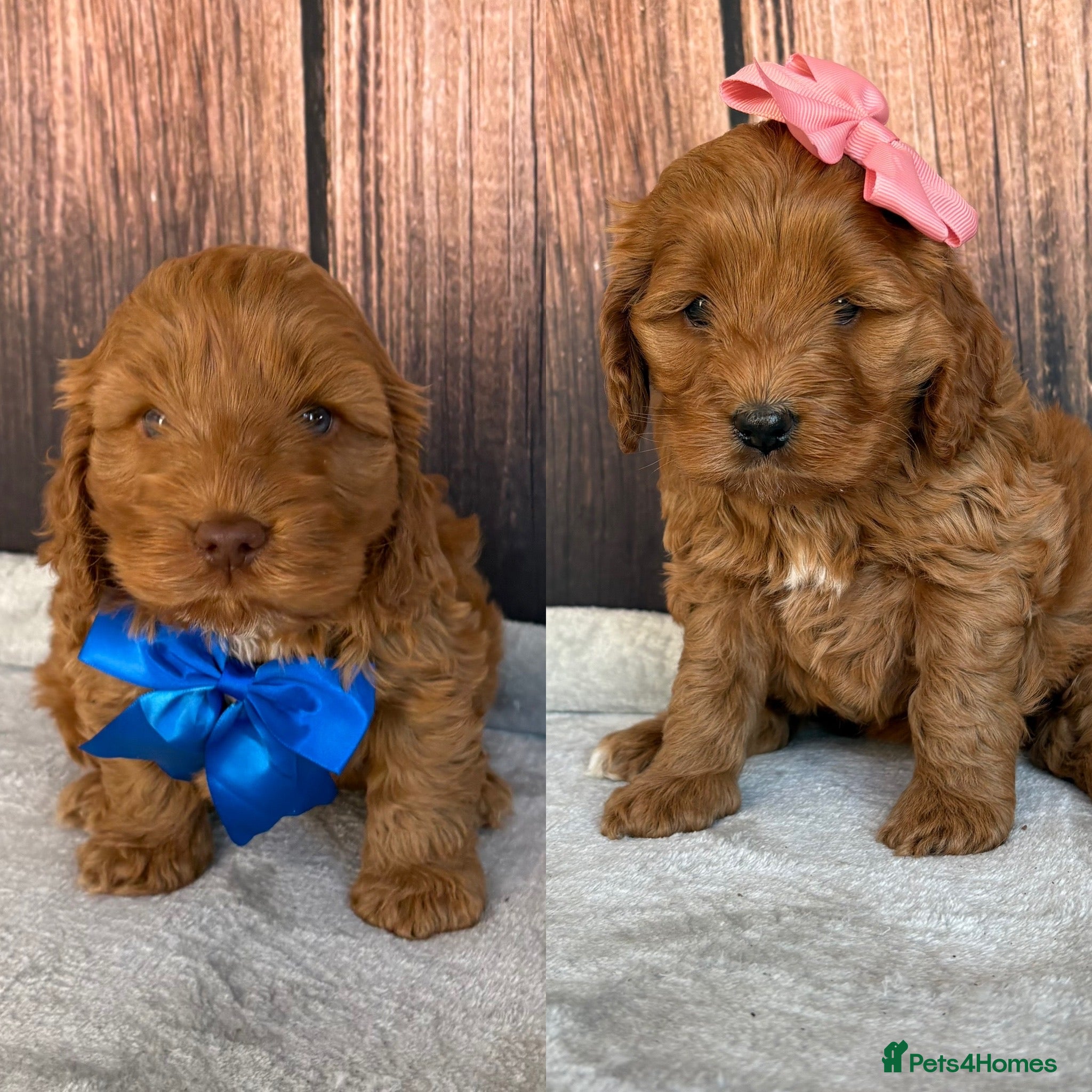 Cockapoo dogs Miniature Cockapoos - Advert 1