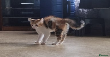 Mixed Breed cats - Advert 5