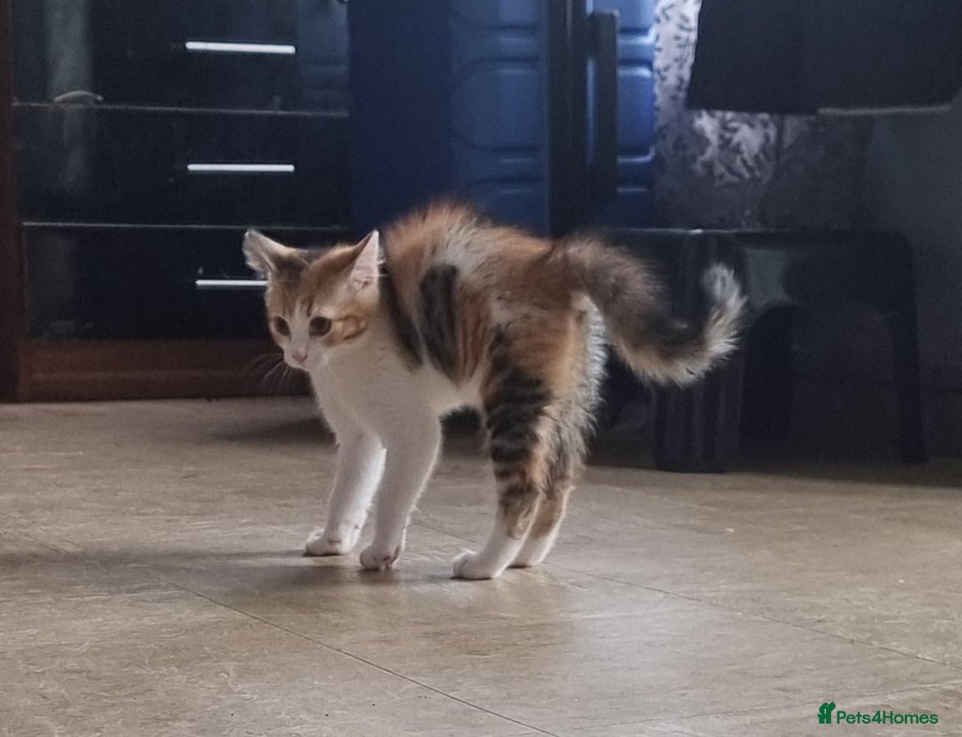 Mixed Breed cats for sale: Scottish straight mixed kittens - Image 3