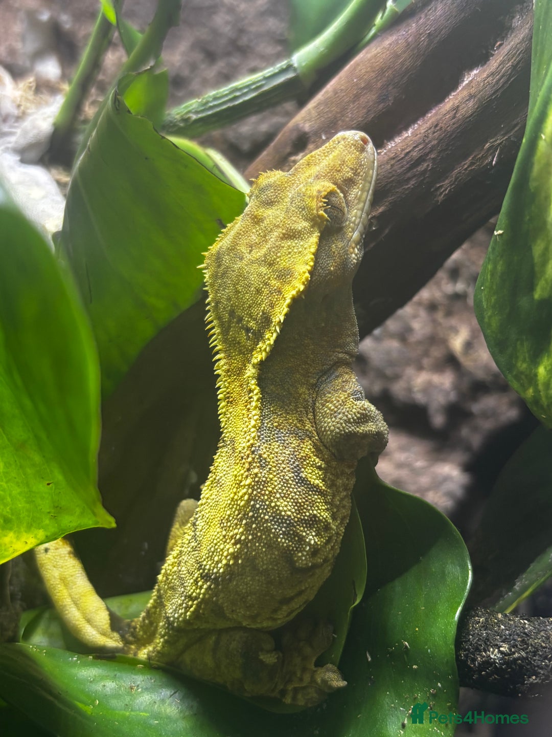 Gecko reptiles for sale: Exo terra 60x45x90 + trio of crested geckos  - Advert 15