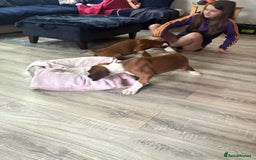 Boxer dogs for sale: KCR pups for sale  - Image 16