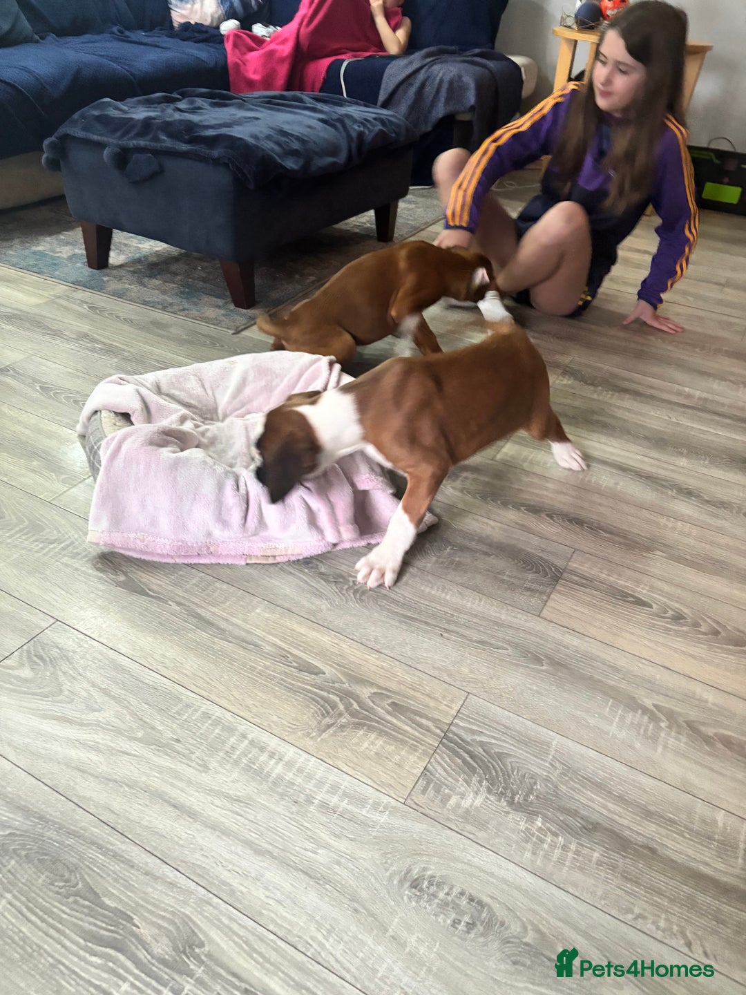 Boxer dogs for sale: KCR pups for sale  - Image 16