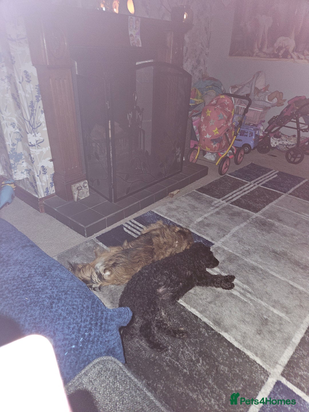 Pomapoo dogs for sale: Mother and daughter for sale  - Image 5