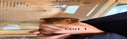 Guinea Pig rodents for sale: 10 week old baby Guinea pigs boys and girls  - Advert 3