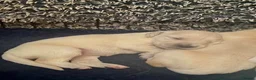 Golden Retriever dogs for sale: Gorgeous Golden Retriever Puppies Raised With Love - Advert 9