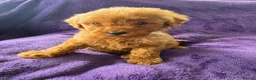 Miniature Poodle dogs for sale: Red minature poodles. in Aberdeen - Advert 4