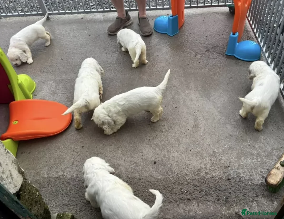 Clumber Spaniel dogs for sale: Outstanding Clumber Spaniel Litter – Now Viewing in Sheffield - Advert 9