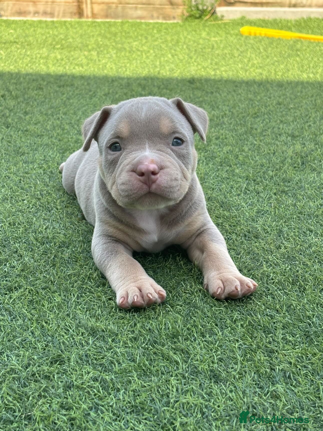 American Bully dogs Pocket bully  - Advert 3