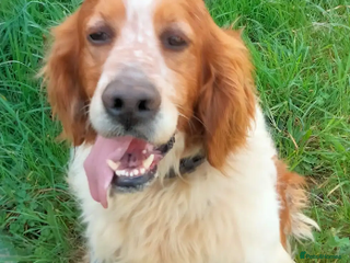 English Setter dogs in Alfreton - Advert 2