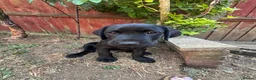 Labrador Retriever dogs for sale: Labrador Retriever KC puppies - Advert 13