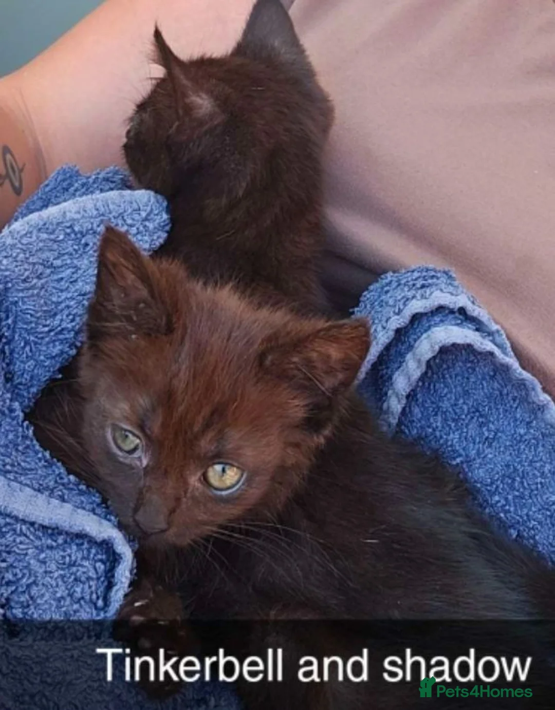 Mixed Breed cats for sale: 2 female kittens  - Advert 1