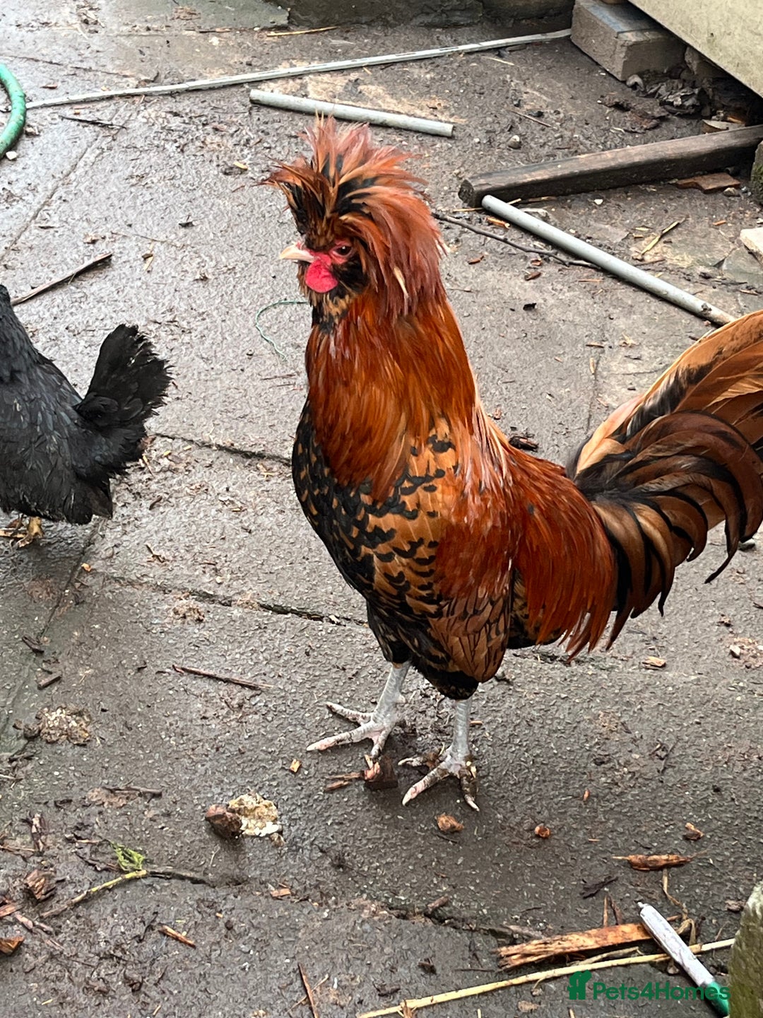 Chickens poultry for sale: Stunning Polish Cockerel Rooster Golden Lace Tame - Advert 5