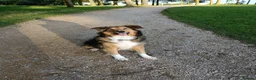 Mixed Breed dogs for sale: Rough collie cross male - Advert 2