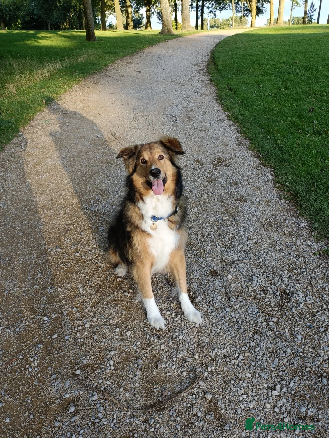 Mixed Breed dogs for sale: Rough collie cross male - Advert 2