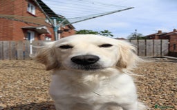 Mixed Breed dogs for sale: 🐾 Golden Retriever × Border Collie Puppies - Advert 1