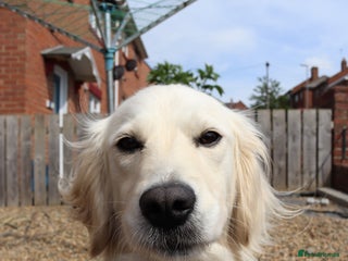 Mixed Breed dogs 🐾 Golden Retriever × Border Collie Puppies - Advert 1