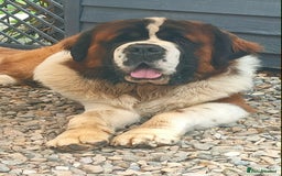 Saint Bernard dogs for stud: Stunning KC reg saint Bernard for stud.  in Chester - Image 2