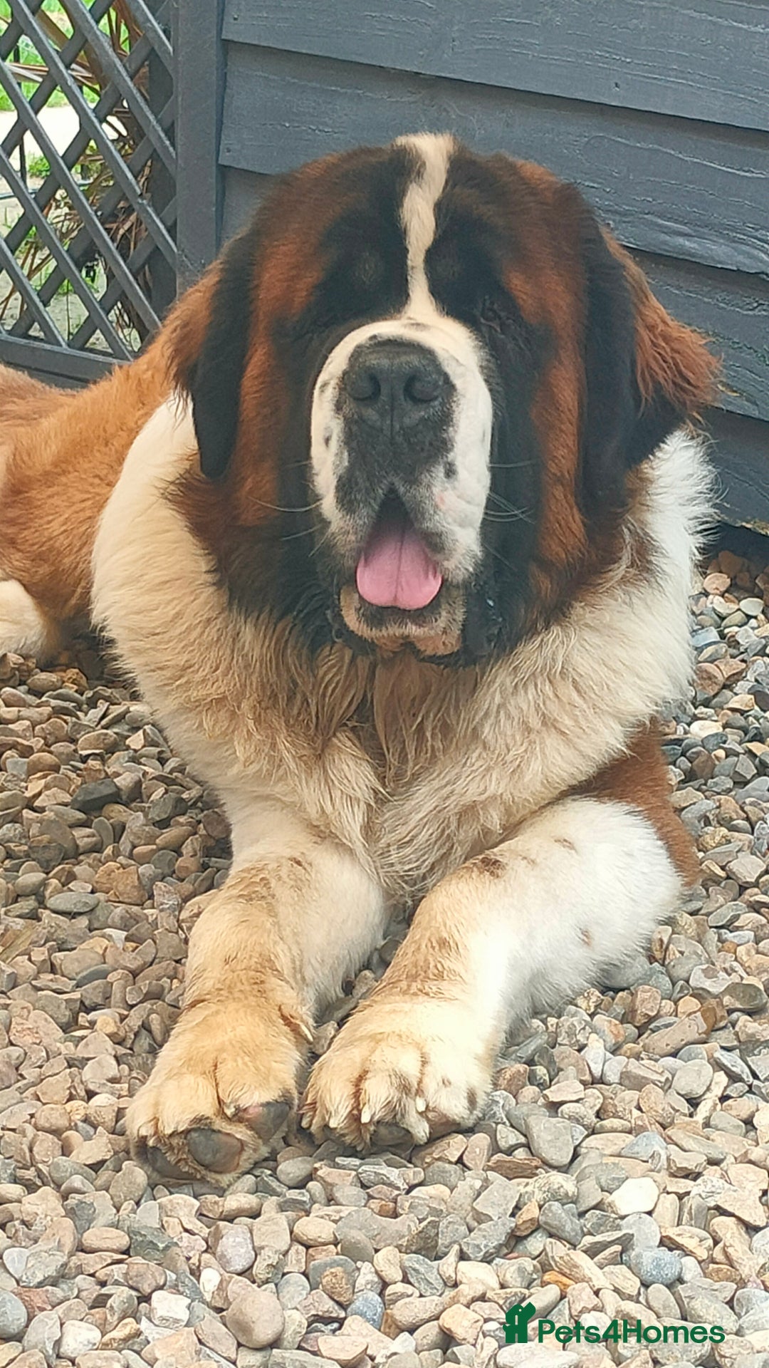 Saint Bernard dogs for stud: Stunning KC reg saint Bernard for stud.  in Chester - Image 2