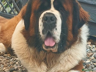 Saint Bernard dogs Outstanding KC reg saint Bernard for stud. in Chester - Advert 11