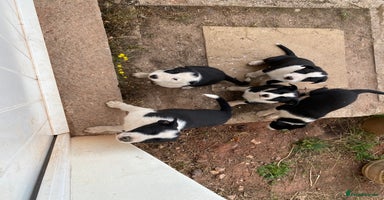 Border Collie dogs - Advert 5