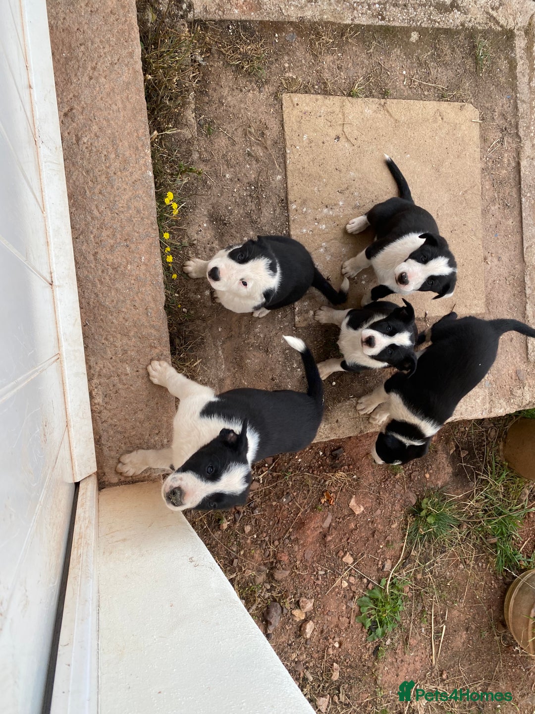 Border Collie dogs for sale: Border Collie pups - Image 2