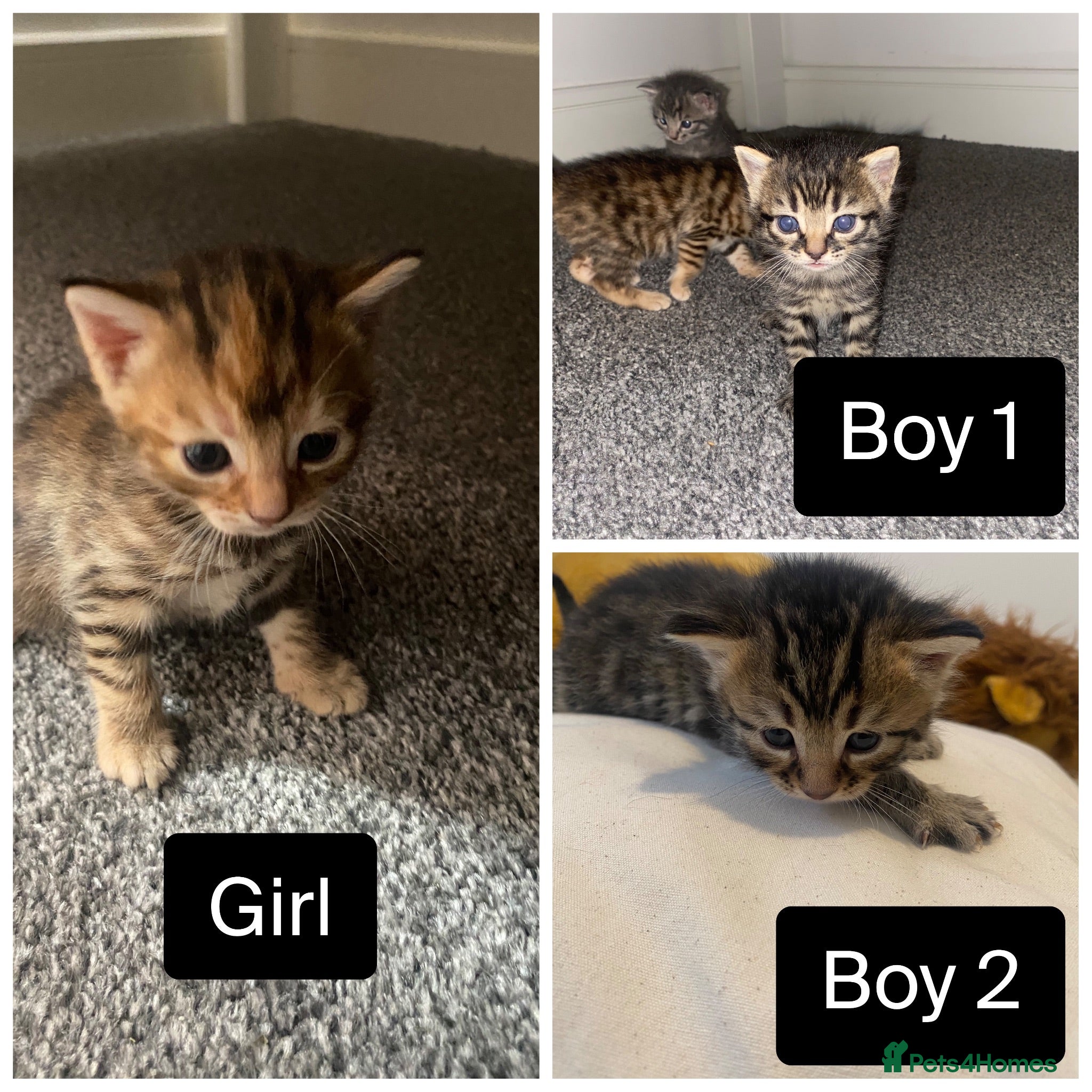 Bengal cats Bengal&Ginger Tabby mix  - Advert 1
