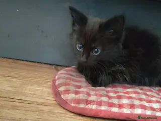 Mixed Breed cats 1 Little Kittens for sale - Advert 16