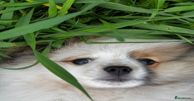 Pomeranian dogs - Advert 3