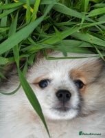 Pomeranian dogs - Advert 3