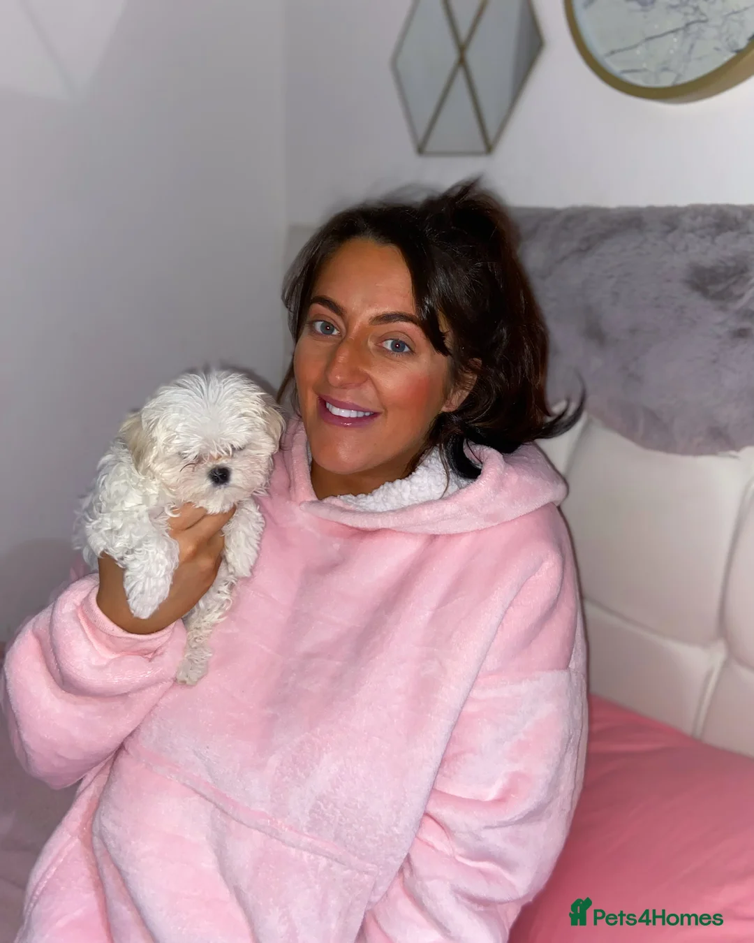 Maltese dogs for stud: Fabulous proven miniature Maltese for stud 🌟 in South Shields - Advert 15