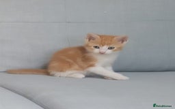 Mixed Breed cats for sale: Little kitten ready 10th August read listing  - Image 14