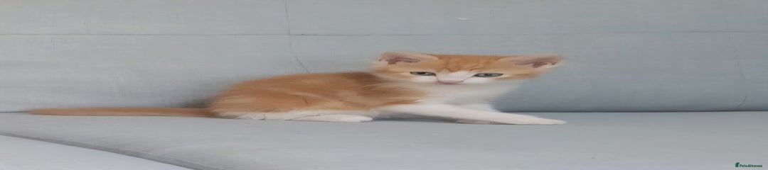 Male dark ginger boy