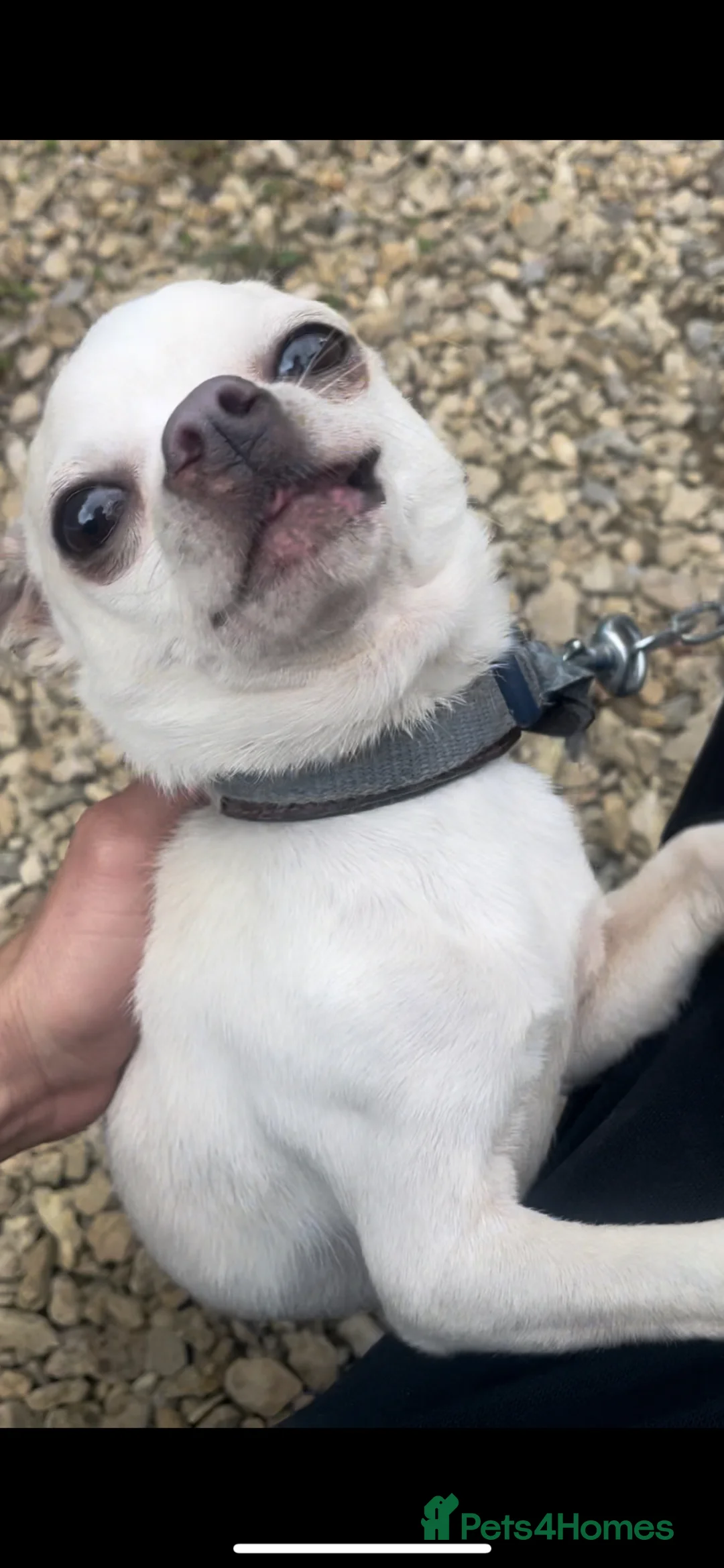 Chihuahua dogs for stud: Chihuahua Stud Available Blue puppies  in Swindon - Advert 2