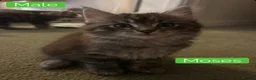 Mixed Breed cats for sale: Mainecoon/Ragdoll kittens  in Winscombe - Advert 16