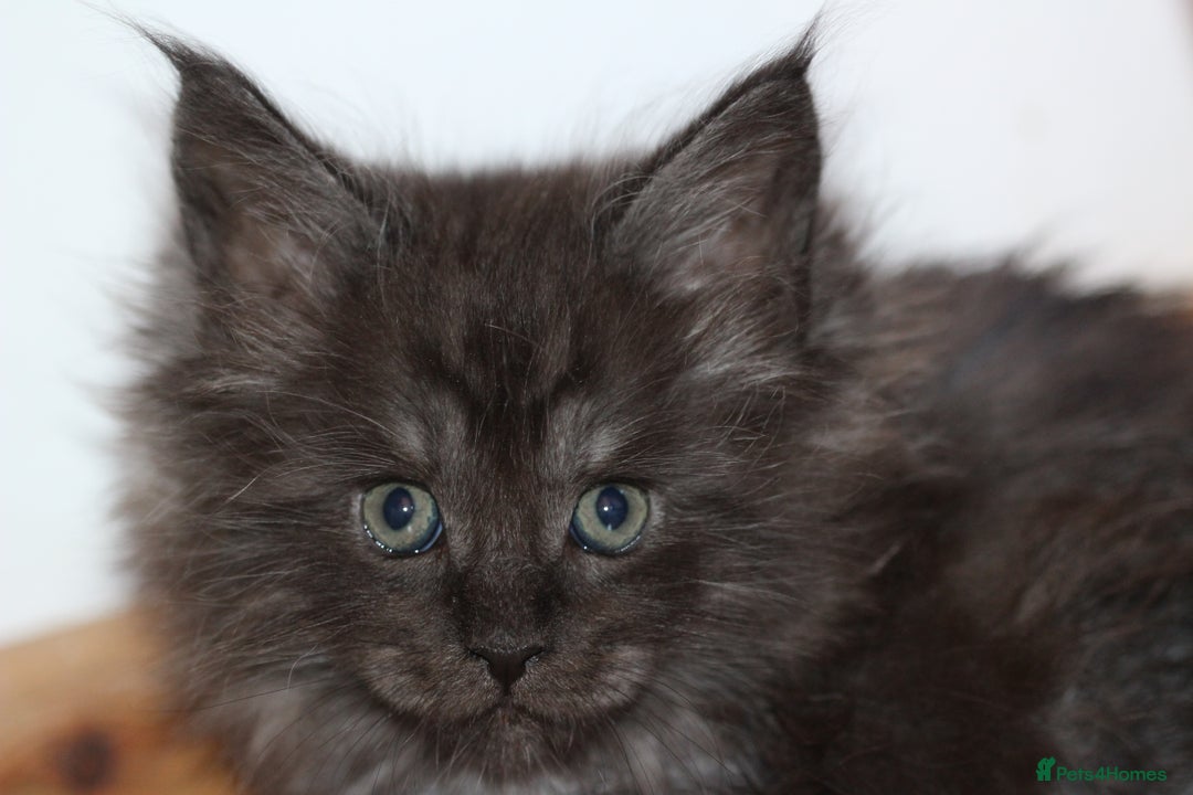 Maine Coon cats for sale: Handsome Maine Coon boys GCCF - Advert 1