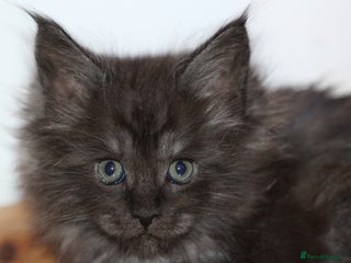 Maine Coon cats Handsome Maine Coon boys GCCF - Advert 3