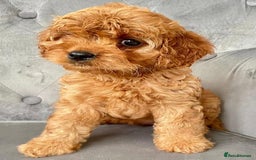 Cavapoo dogs for sale: Cavapoo puppies - Image 3
