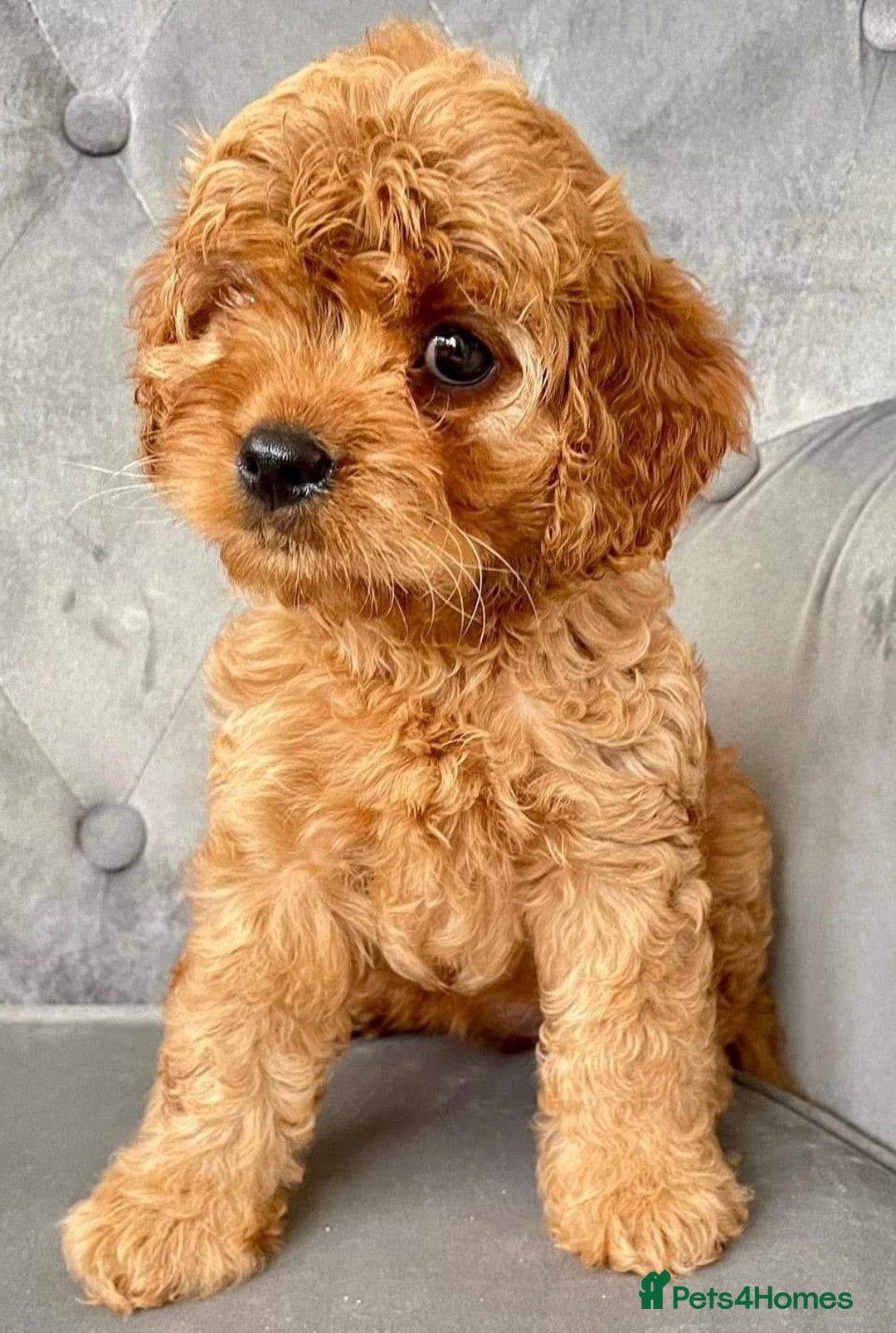 Cavapoo dogs for sale: Cavapoo puppies - Image 3