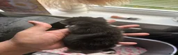 Mixed Breed cats for sale: mixed kittens for sale - Advert 9