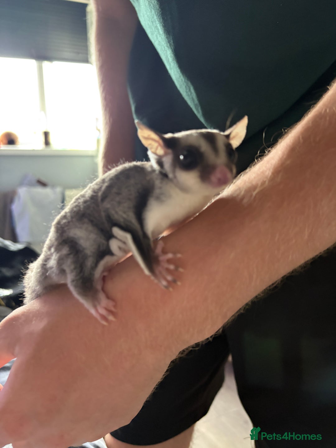 Sugar Glider rodents for sale: 2 baby sugar gliders "twins"  - Image 4