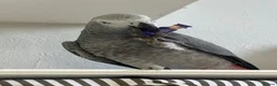 Parrots birds for sale: 1 year old female fully tame African grey - Advert 2