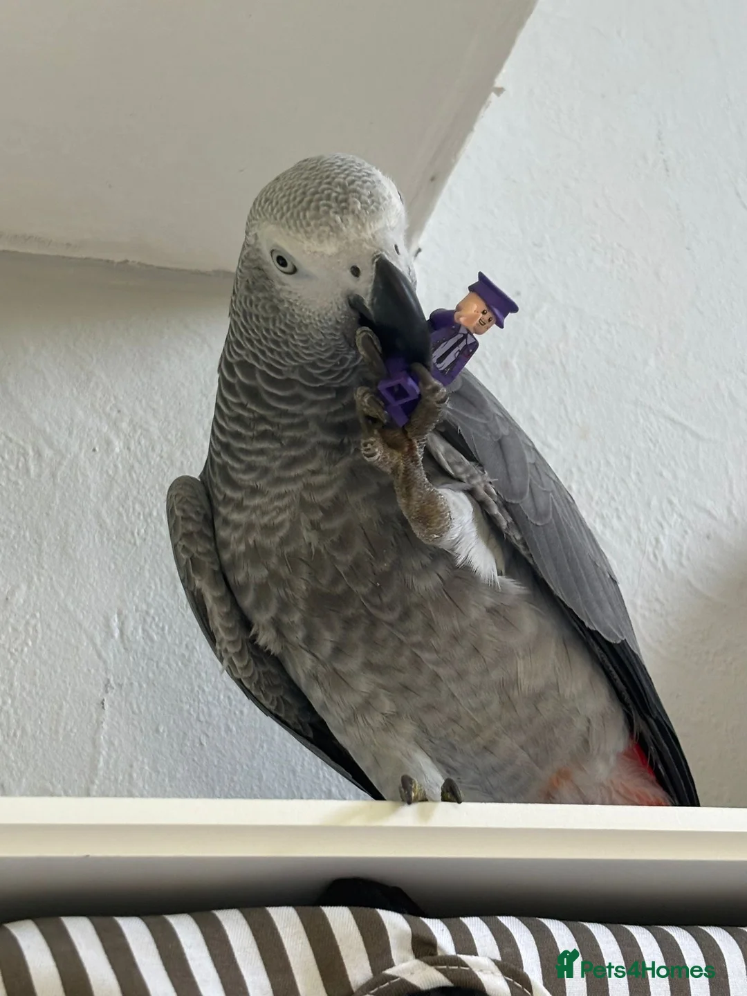 Parrots birds for sale: 1 year old female fully tame African grey - Advert 2